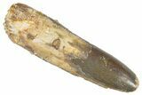 Fossil Sauropod Dinosaur (Titanosaur) Tooth - Morocco #298613-1